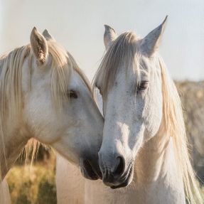 Umetno usnje KARIA Horse love PANEL