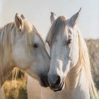 Umetno usnje KARIA Horse love PANEL